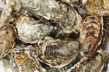 Fototapeta na wymiar Oysters background