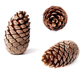 cedar pine cone on the white background with drop shadows