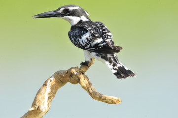Kingfisher (Ceryle rudis)