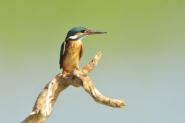 The Common Kingfisher (Alcedo atthis)