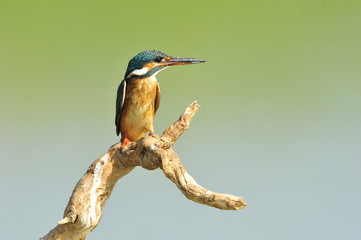 The Common Kingfisher (Alcedo atthis)