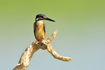 The Common Kingfisher (Alcedo atthis)