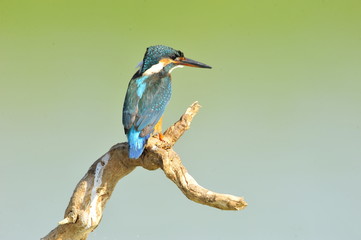 The Common Kingfisher (Alcedo atthis)