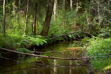 Fototapeta na wymiar the river in a wild forest