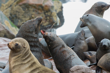 Sea Lions