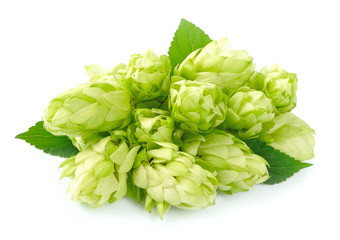 Blossoming hop