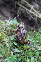Frosch im Gras