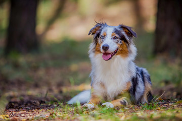 Australian Shepherd im Wald