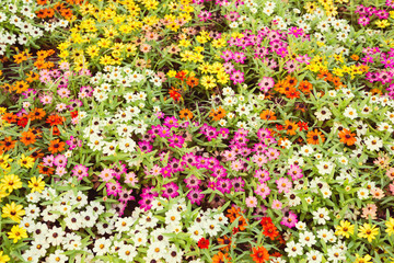 Obraz premium Background with flowers in park