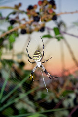 Big yellow argiope spider in web