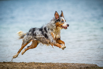 Australian Shepherd in Bewegung