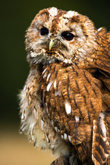 Tawny Owl