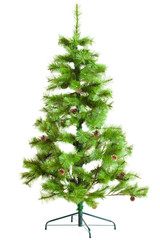 pine tree.  Christmas tree isolated on white background