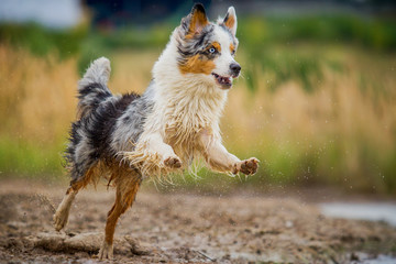 Australian Shepherd in Bewegung