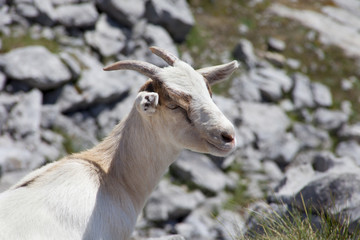 closeup of a wild mountain goat