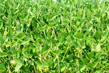 Closeup of soy plants grown in garden