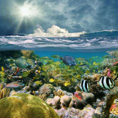 Split view with wave crashing and coral reef fish © dam