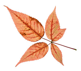 Colorful Fall Leaves Isolated