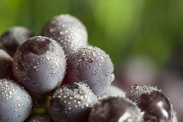 Organic Purple Wine Grapes