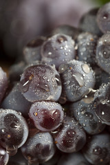 Organic Purple Wine Grapes