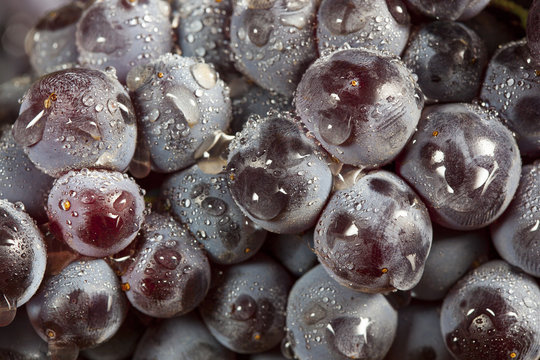 Organic Purple Wine Grapes