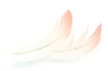 Flamingo feather