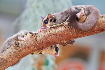 Sugar glider is native to Australia