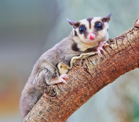 Sugar glider is native to Australia