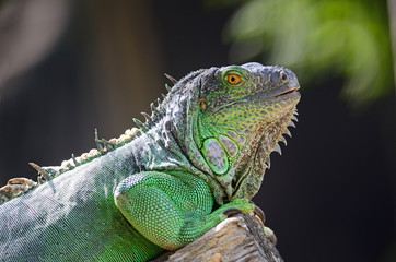 female Green Iguana