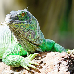 female Green Iguana