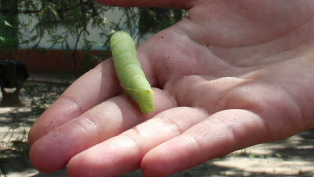 green catterpillar
