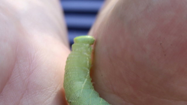 green catterpillar