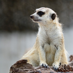 Fototapeta premium Meerkat