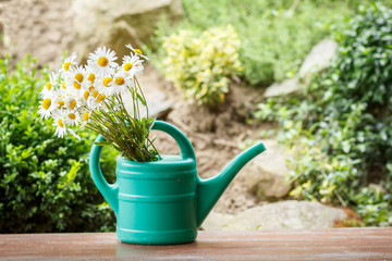 daisy flower in garden watering can