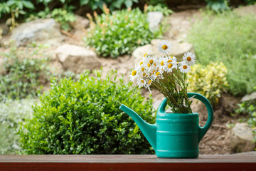 Fototapeta na wymiar daisy flower in garden watering can