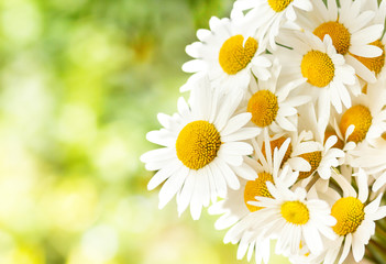 daisy flower with shallow focus - obrazy, fototapety, plakaty