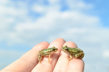 frog