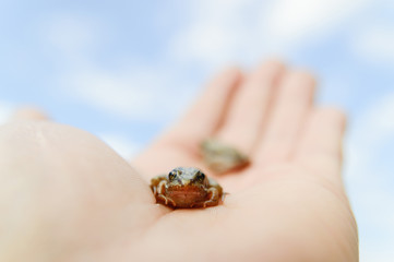 frog