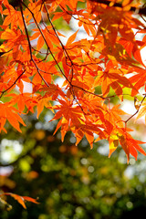 紅葉