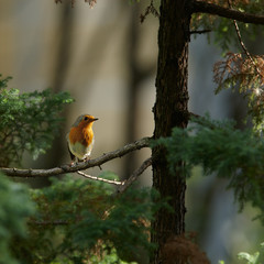 Young robin on branch