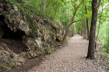 small path in a green forest in spring