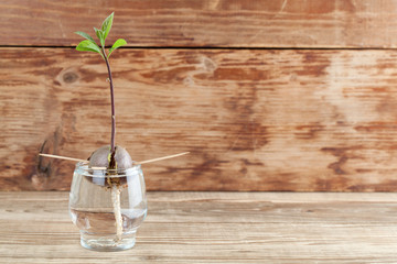 Germinating avocado - part 4