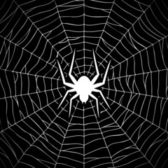 Fototapeta premium Spider on web
