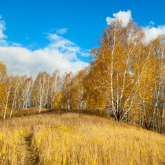 Fototapeta premium autumn landscape