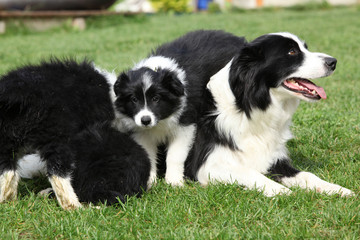 Border collie with puppies