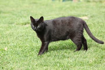Naklejka na ściany i meble Nice black cat in the garden