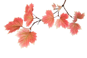 Branch of autumn leaves isolated on a white background.
