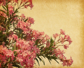 pink flowers of oleander  in retro style