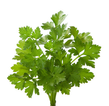 Bunch of fresh parsley isolated on a white background.