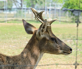 Deer in metal cage